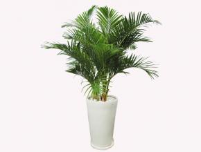 Danh Sách 20 Cây Phong Thủy Đẹp Trong Nhà và Hữu Ích Cho Sức Khỏe, May Mắn, Tài Lộc