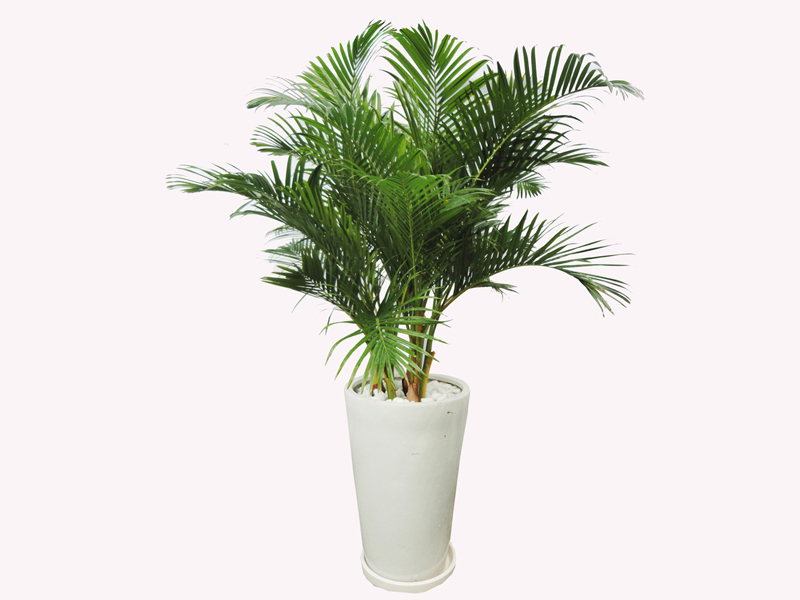 Danh Sách 20 Cây Phong Thủy Đẹp Trong Nhà và Hữu Ích Cho Sức Khỏe, May Mắn, Tài Lộc
